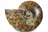 Polished Ammonite (Cleoniceras) Fossil - Madagascar #283311-1